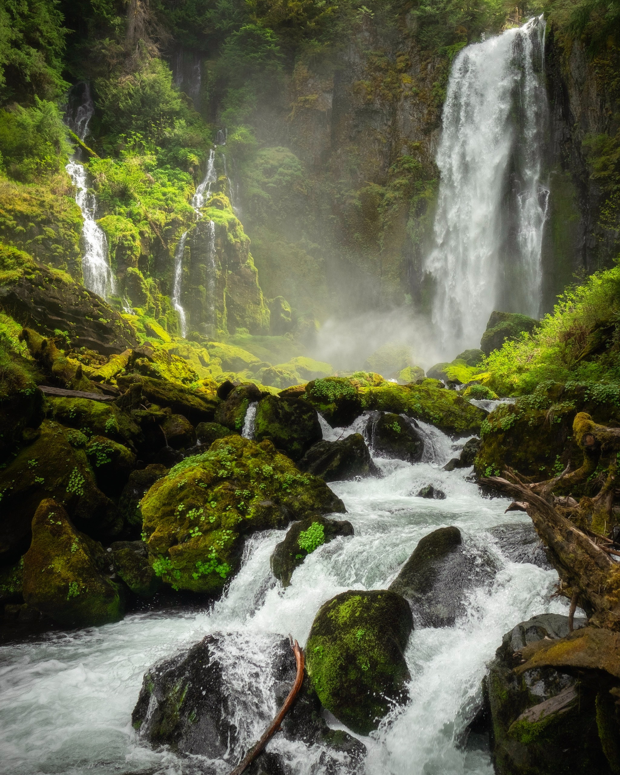 Image de forêt avec un ruisseau coulant au milieu